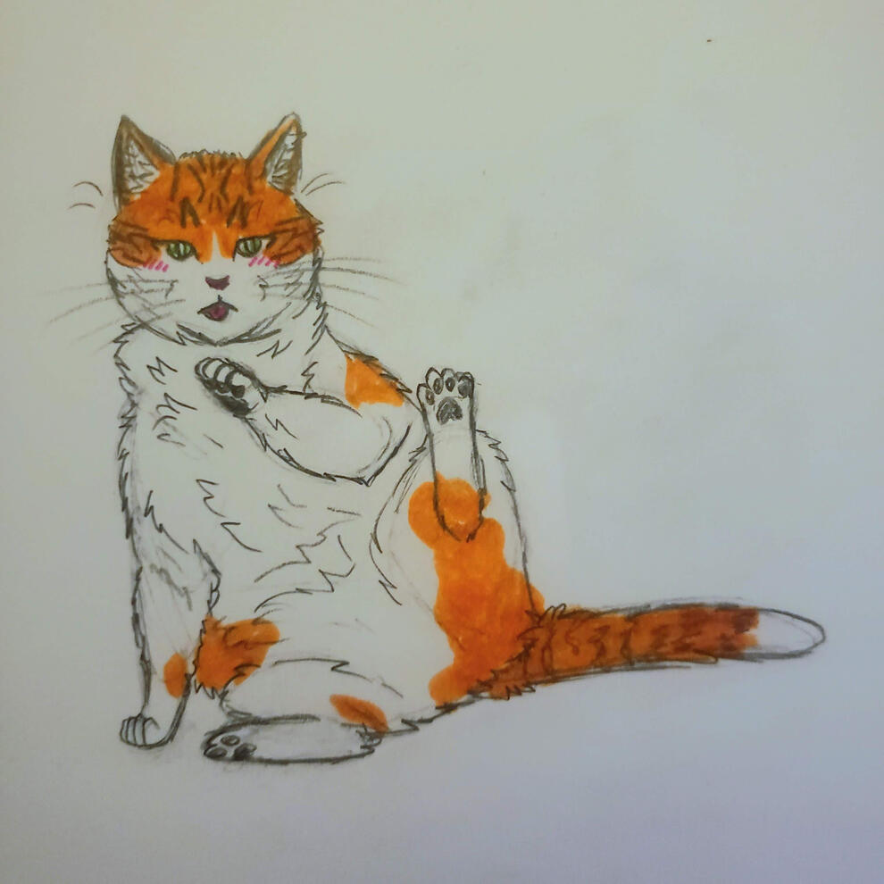 Cat